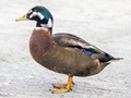 Mallard x Common Eider hybrid